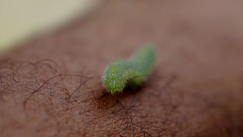 Close-up of hand holding lizard