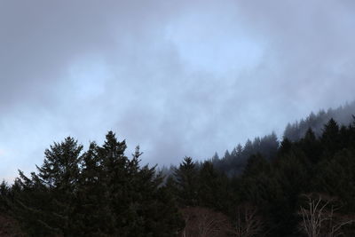 Low angle view of pine trees against sky