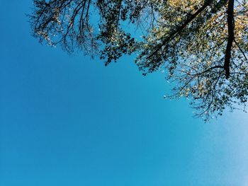 Low angle view of trees against clear blue sky