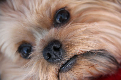 Close-up of a dog