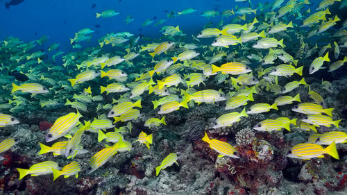 A school of yellow-and-blue perch fish swim over a coral reef surrounded by blue water .