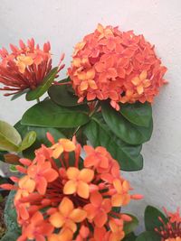 High angle view of red flowering plant
