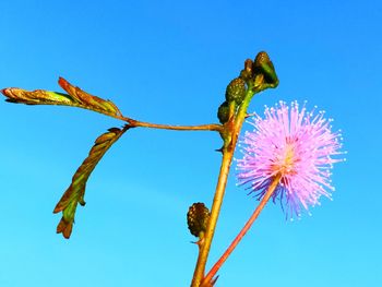 Low angle view of flowering plant against blue sky