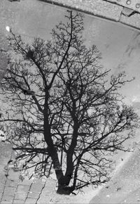 Bare trees against sky