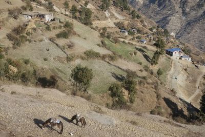 High angle view of sheep on mountain against sky