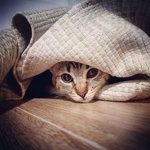 Portrait of cat hiding behind curtain
