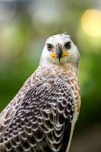 Close-up portrait of owl