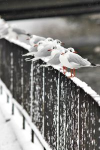 Close-up of birds perching on railing during winter