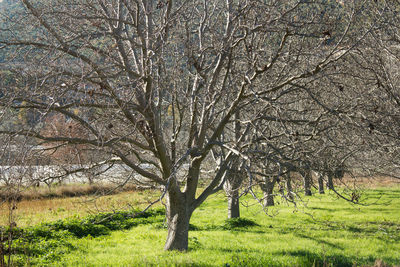 Bare tree in field
