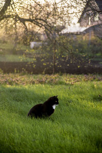 Side view of a black cat on field