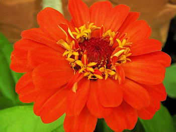 Close-up of red flower