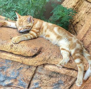 Cat lying on bed