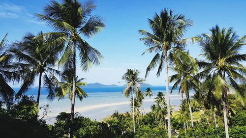 Palm trees on beach against sky