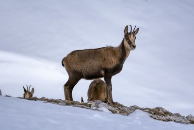 Deer standing on snow covered land