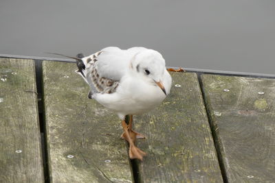 Close-up of seagull perching outdoors