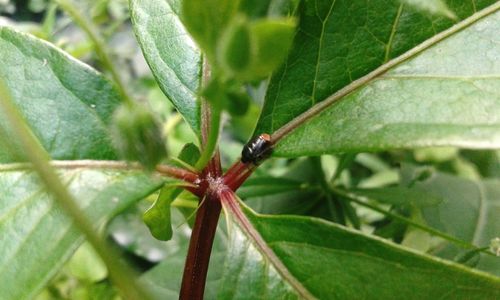 Close-up of insect on leaf