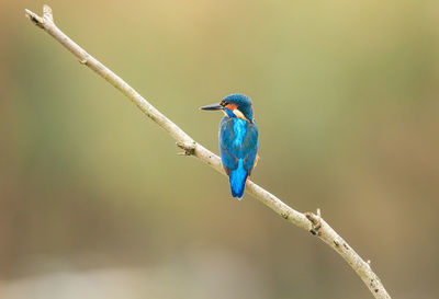 Close-up of bird perching on branch