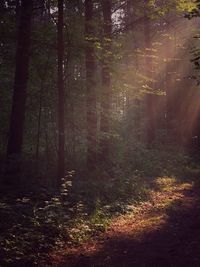 Trees in forest