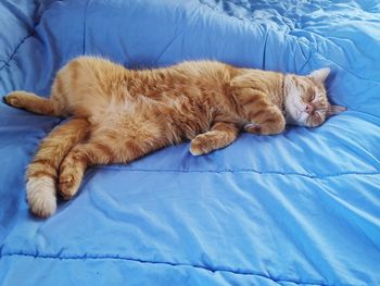 Cat sleeping on bed