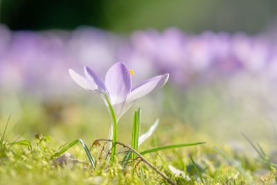 Close-up of purple crocus flowers on field