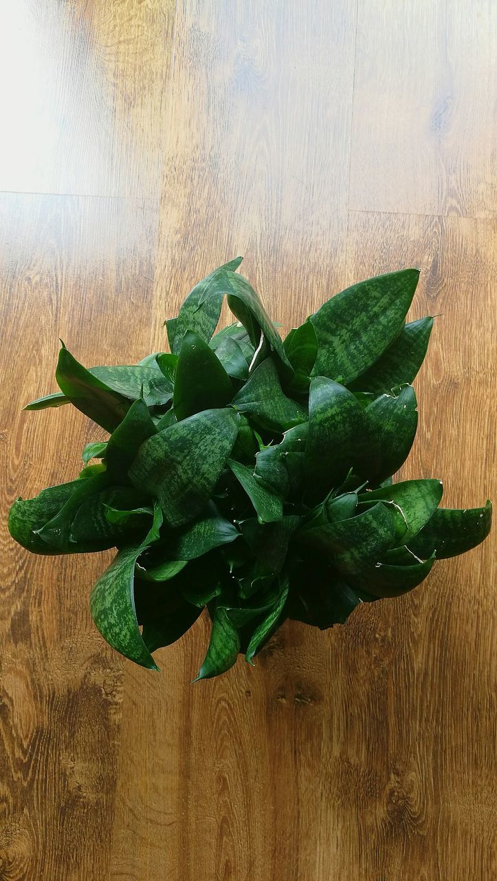 close-up, plant, green color, leaf, indoors, growth, selective focus, freshness, wooden, nature, plank, succulent plant, day, fragility, beauty in nature, no people, botany