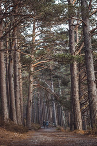 Dirt road amidst trees in forest