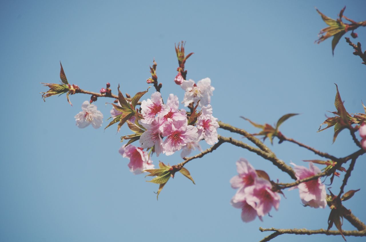 flower, freshness, clear sky, low angle view, branch, fragility, growth, pink color, beauty in nature, tree, nature, blossom, petal, blooming, blue, in bloom, cherry blossom, pink, cherry tree, springtime