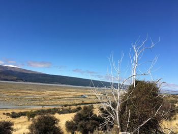 Scenic view of landscape against clear blue sky