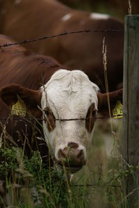 Portrait of cow