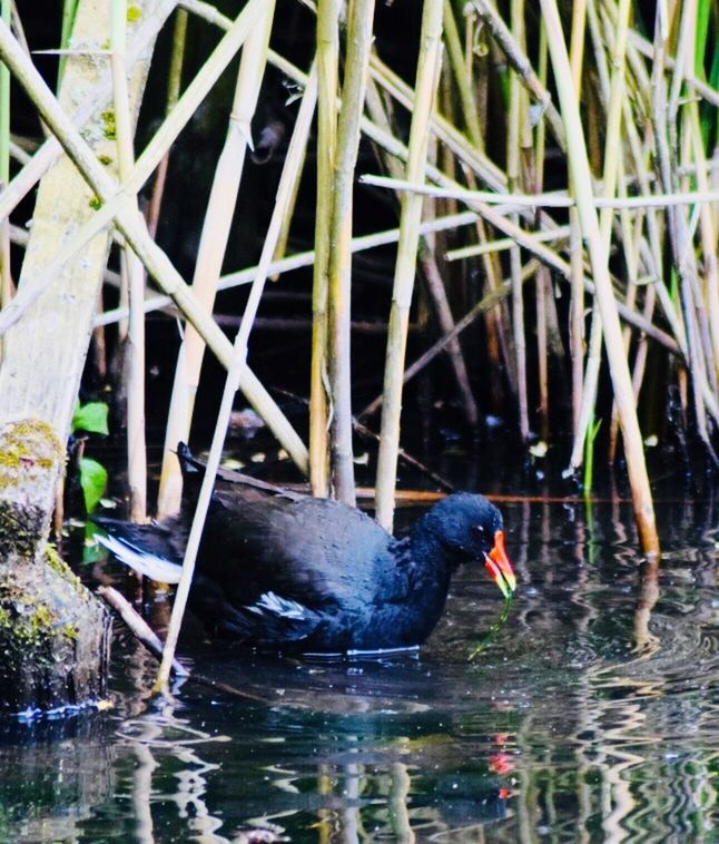 BLACK SWAN SWIMMING IN A LAKE