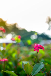 Close-up of pink flowering plant