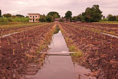 Lemon grass cultural practice, low land condition, thailand