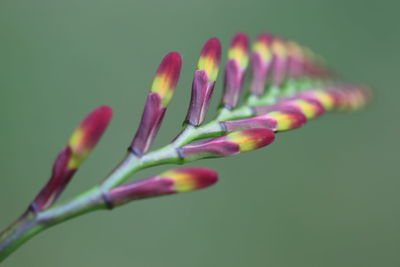 Close-up of pink flower buds