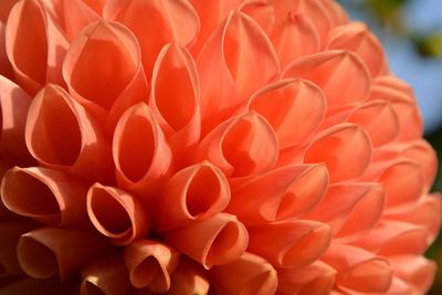 Close-up of flowers