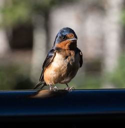 Close-up of bird perching outdoors