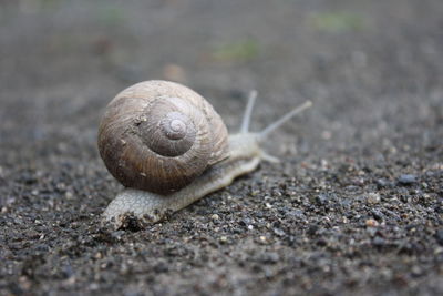 Close-up of snail on ground