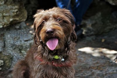 Portrait of dog