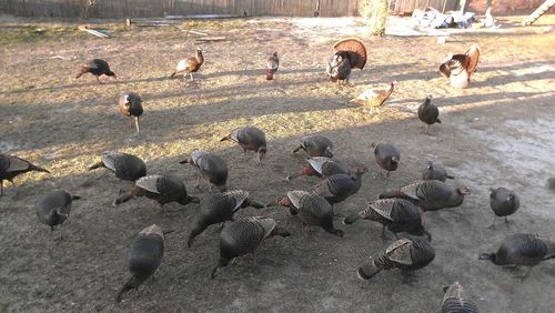 High angle view of birds on ground