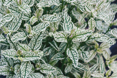 White ornamental leaves of heliopsis helianthoides loraine sunshine, closeup