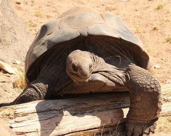 Close-up of a giant tortoise 