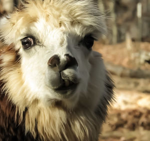 Close-up portrait of sheep