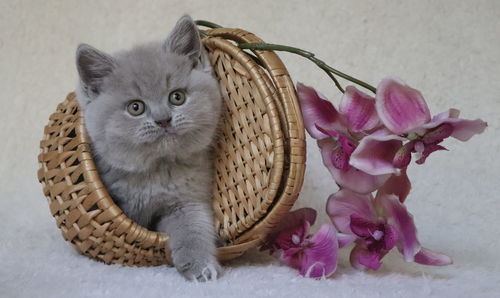 Close-up of cat in basket