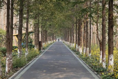 Road amidst trees in forest