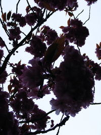 Low angle view of tree against sky