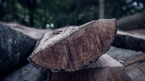 Close-up of log on tree in forest