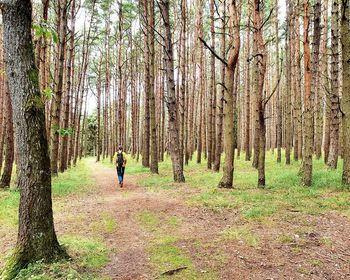 Rear view of man amidst trees in forest