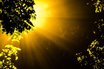 Trees growing in sunlight