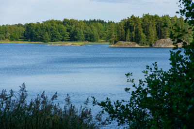 Scenic view of lake against trees in forest