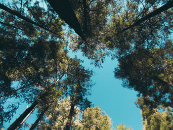 Low angle view of trees against sky