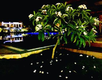 View of trees at night